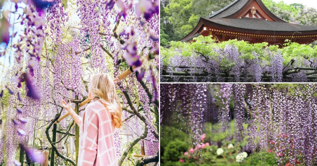 Hoa Tử Đằng: Ý nghĩa, truyền thuyết, đặc điểm cách trồng và chăm sóc