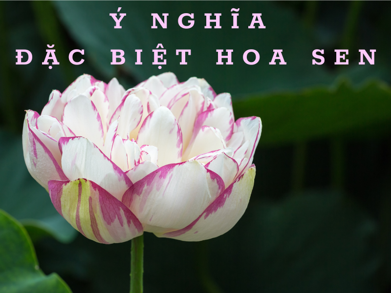Hoa Sen: Ý Nghĩa Đặc Biệt, Nguồn Gốc, Công Dụng Của Hoa Sen