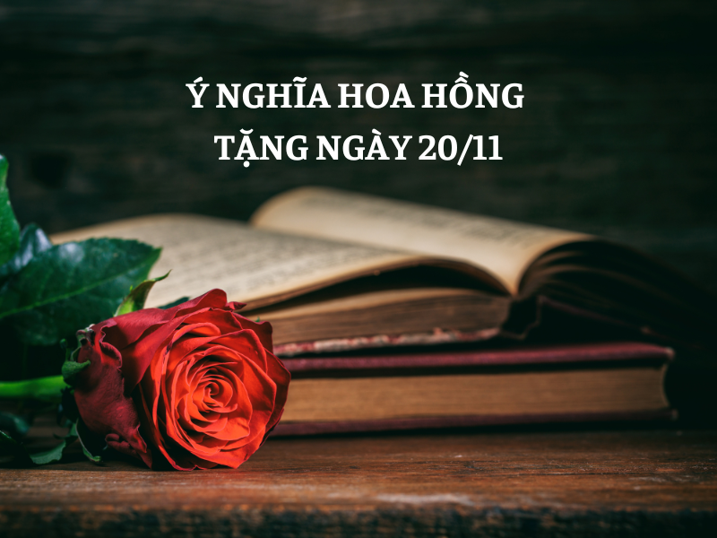 Ý Nghĩa Hoa Hồng 20/11 Chúc Mừng Ngày Nhà Giáo Việt Nam 2026