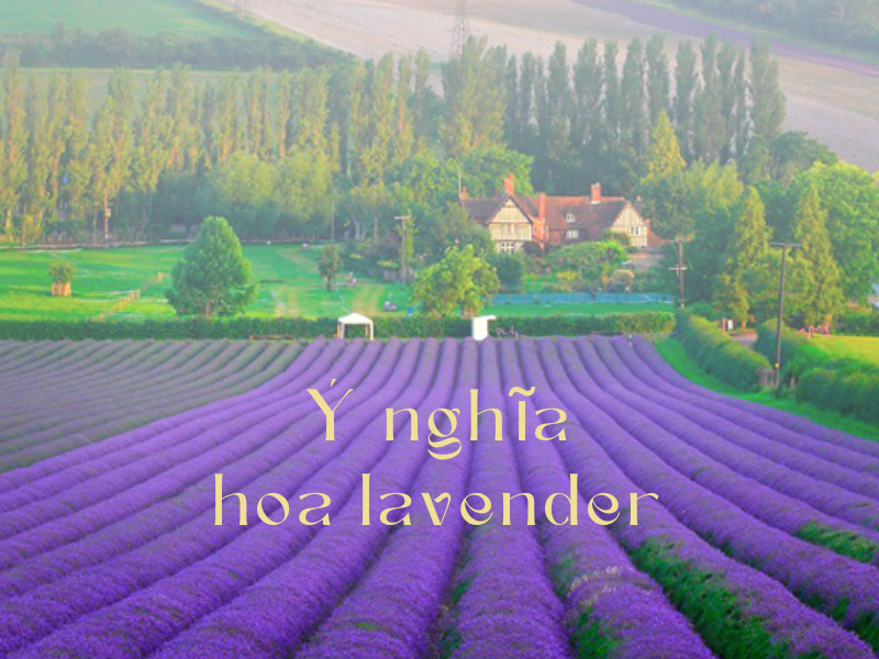 Ý Nghĩa Hoa Lavender Oải Hương Và Công Dụng Bất Ngờ