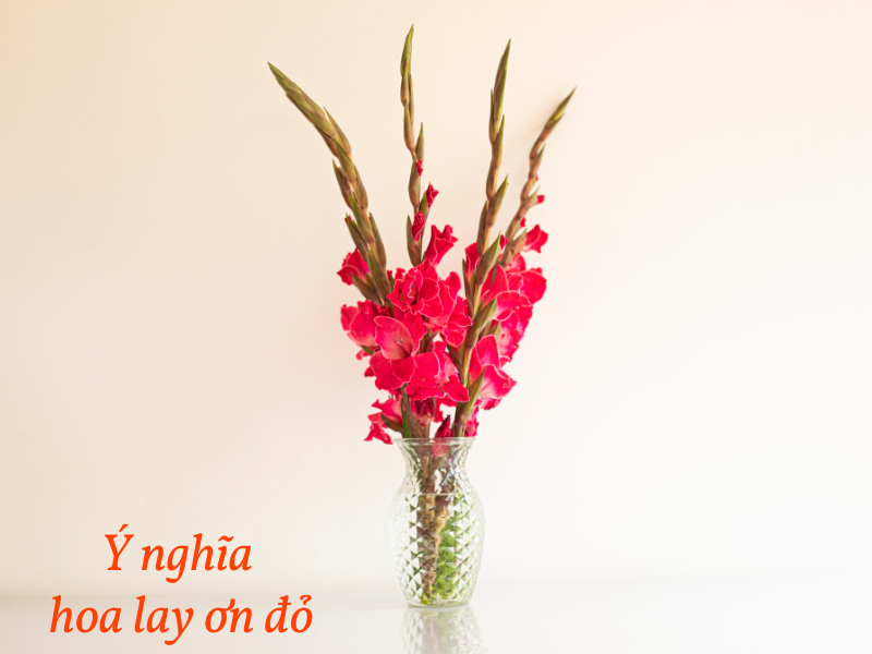 Hoa Lay Ơn Đỏ: Ý Nghĩa & Cách Cắm Hoa Lay Ơn Đẹp Chưng Tết