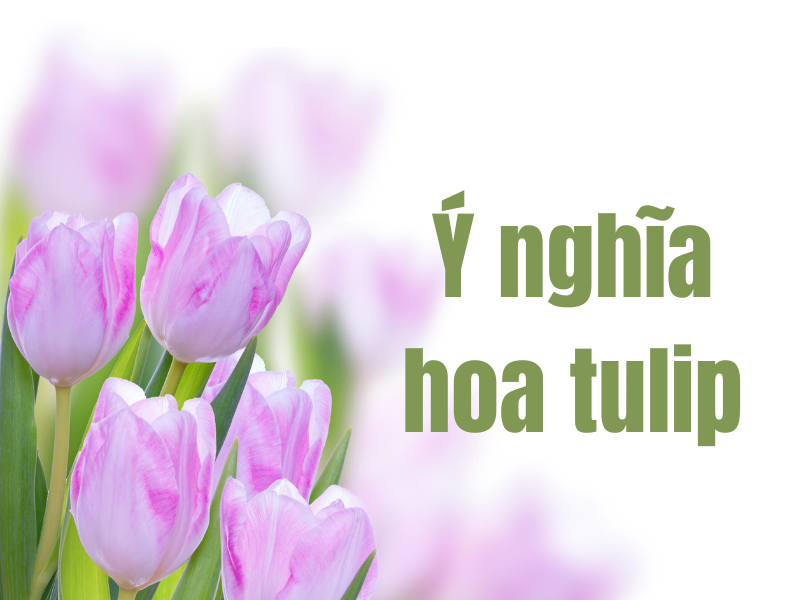 Ý nghĩa hoa tulip theo từng màu sắc, nguồn gốc, tặng dịp nào?