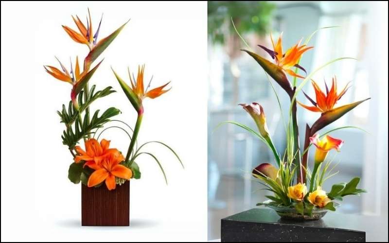 Bên cạnh bình cao, bạn cũng có thể lựa chọn cắm hoa Thiên Điểu với bình thấp