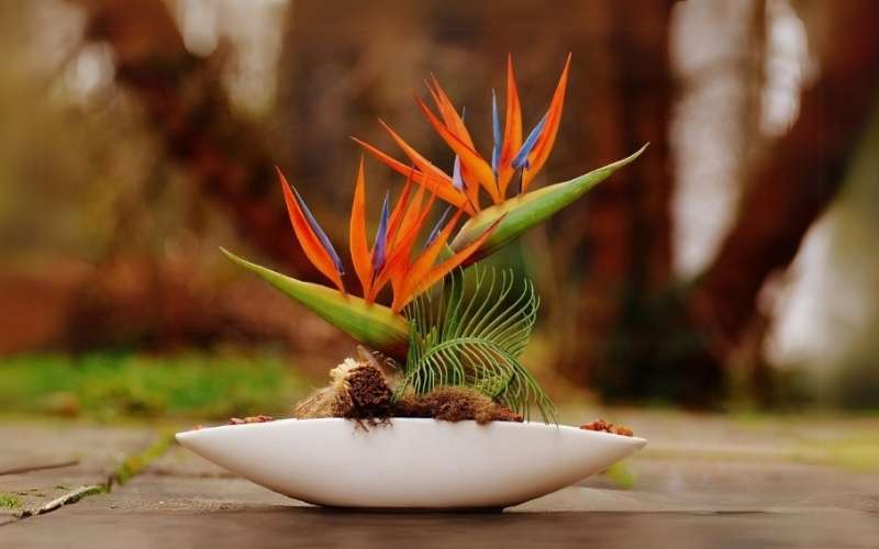 Một bình hoa Thiên Điểu được cắm đơn giản nhưng vẫn rất thu hút