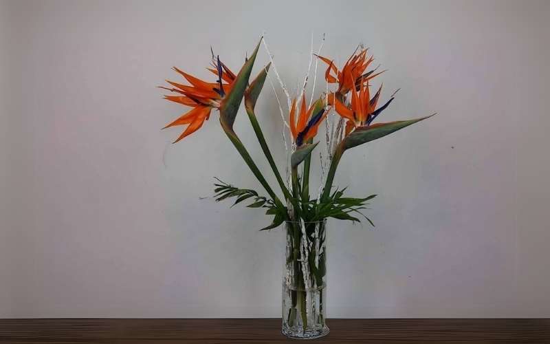 Vì là hoa chưng bàn thờ, nên Thiên Điểu nên được hướng lên trên để thể hiện sự tôn kính