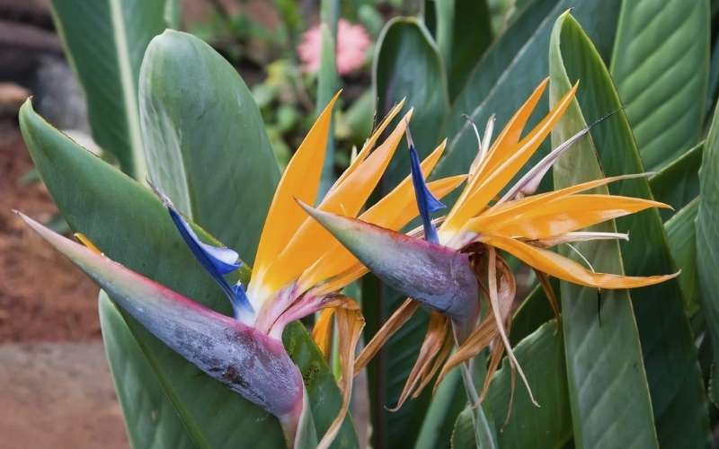 Để giúp hoa Thiên Điểu mau nở, bạn có thể áp dụng ngâm nước âm hoặc phun sương cho hoa
