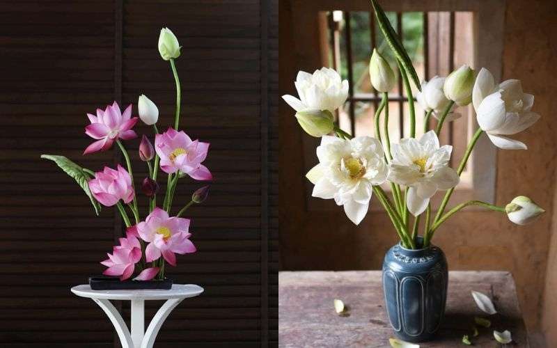 Không nên uốn cành hoa sen quá mạnh tay để tránh gãy cành