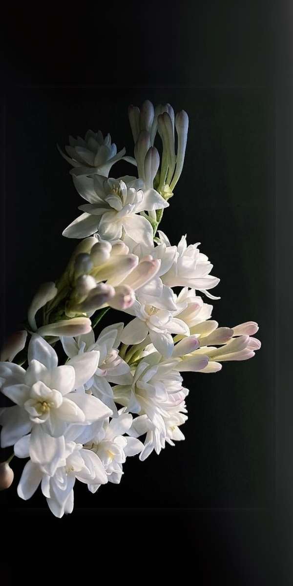 Cận cảnh một cụm hoa huệ tây màu trắng ngà cho hình nền đám tang Công giáo trên điện thoại