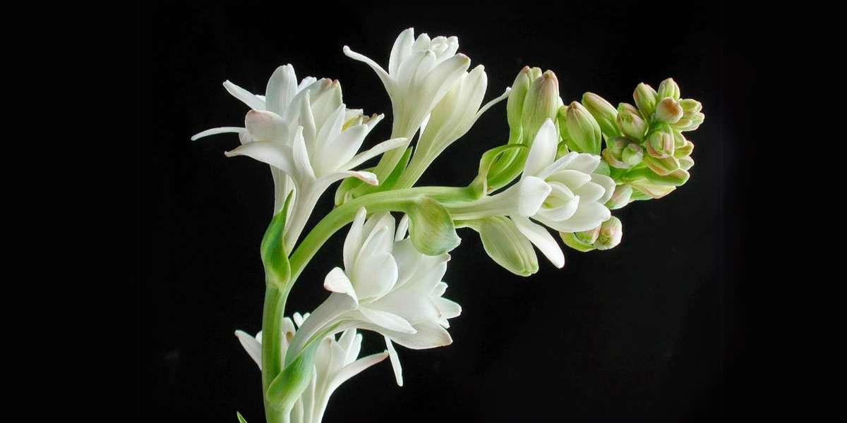 Hình một chùm hoa huệ tây màu trắng tinh khiết thích hợp làm hình nền đám tang Công giáo cho laptop