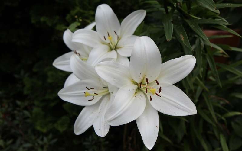 Hoa huệ trắng từ lâu đã trở nên vô cùng phổ biến và thường thấy trong đám tang Công giáo