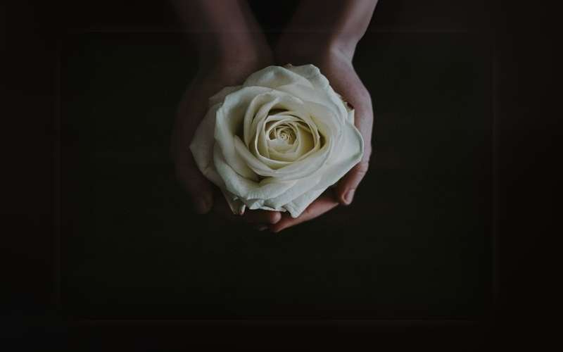 Hoa hồng trắng mang ý nghĩa về sự vĩnh cửu và hy vọng