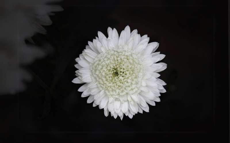 Trong đám tang Công giáo, hoa cúc trắng là lời cầu nguyện cho người đã khuất được an nghỉ trong Chúa