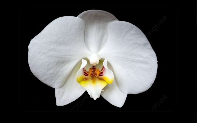 Ngoài hoa ly trắng, gia quyến còn có thể lựa chọn hoa lan trắng như một sự thay thế