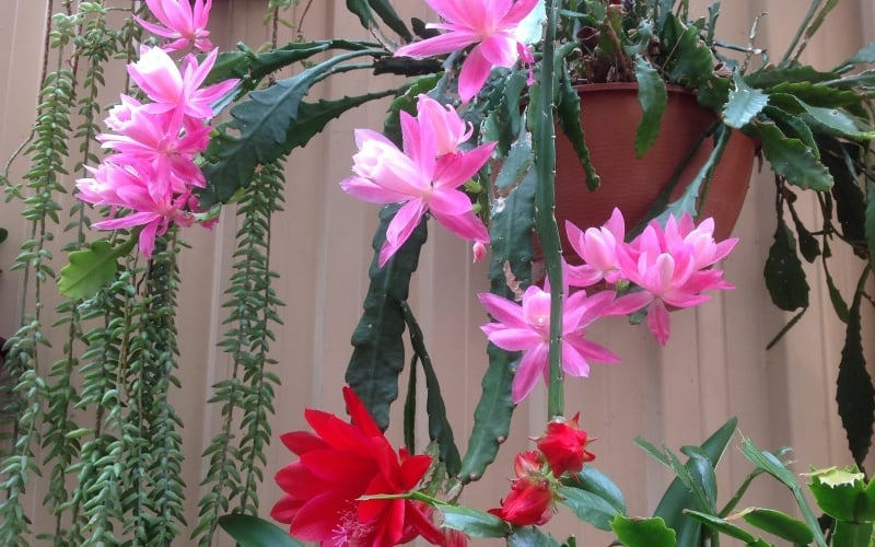 Hướng dẫn trồng và chăm sóc hoa quỳnh đúng cách tại nhà