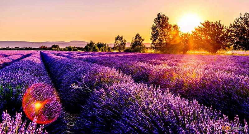 Khám phá ý nghĩa sâu sắc của hoa lavender trong tình yêu, cuộc sống và tâm linh
