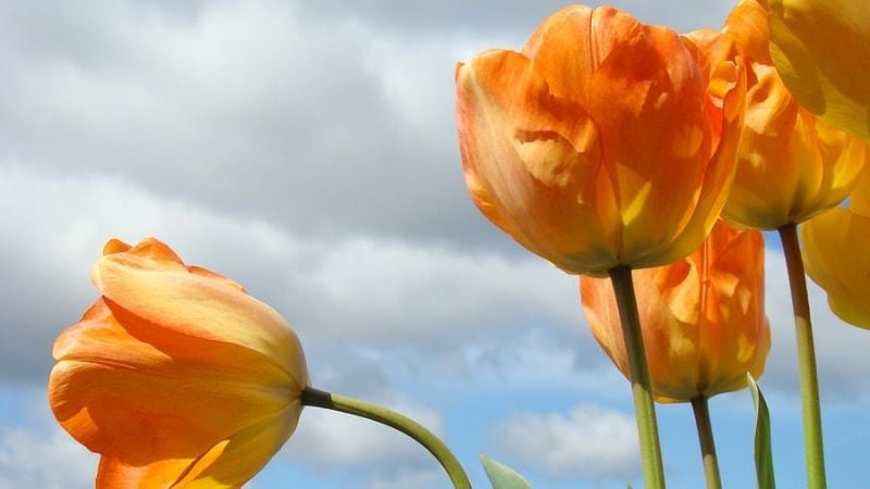Tulip cam tượng trưng cho ấm áp, hạnh phúc và năng lượng tích cực