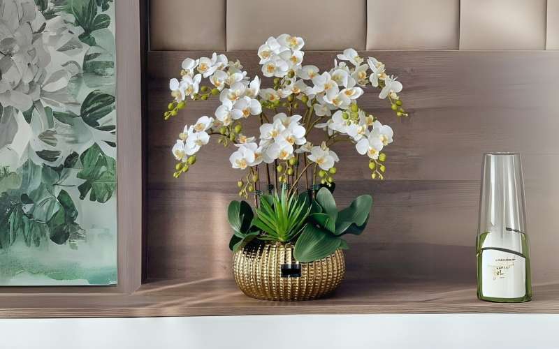 Một chậu lan hồ điệp sang trọng sẽ là món quà hoa sinh nhật nam hoàn hảo để tặng sếp, người lớn tuổi