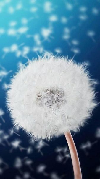 Hình ảnh hoa bồ công anh