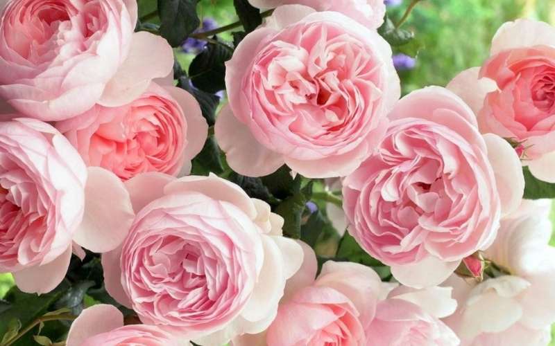 Hoa hồng phần thể hiện tình yêu tha thiết và sự ngưỡng mộ của bạn dành cho mẹ