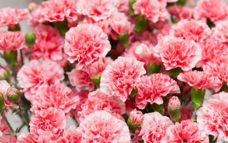 Hoa cẩm chướng hồng với những cánh hoa mỏng mạnh tượng trưng cho tình mẫu tử thiêng liêng