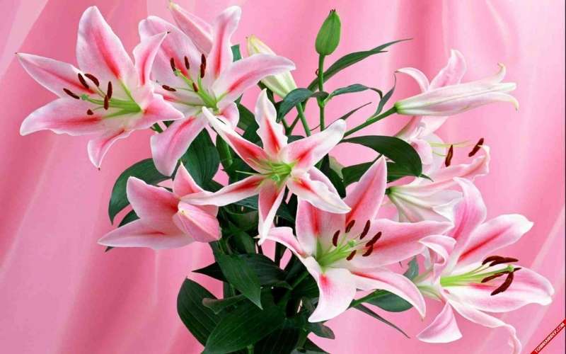 Hoa ly hồng với vẻ đẹp sang trọng, tượng trưng tình yêu nồng nàn của con dành cho mẹ