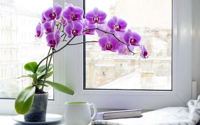 Hoa lan hồ điệp thể hiện lòng trân quý và sự ngưỡng mộ mà bạn dành cho mẹ