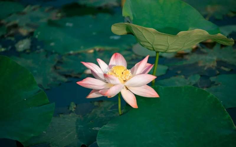 Vươn lên từ bùn lầy nhưng vẫn giữ được hương thơm ngát - hoa sen, chính là biểu tượng cho sự thanh cao của người mẹ