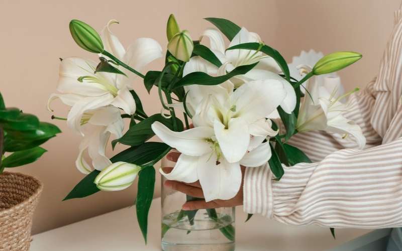 Tặng mẹ một đóa hoa ly trắng cũng có nghĩa là thể hiện sự kính trọng và lòng biết đối với mẹ