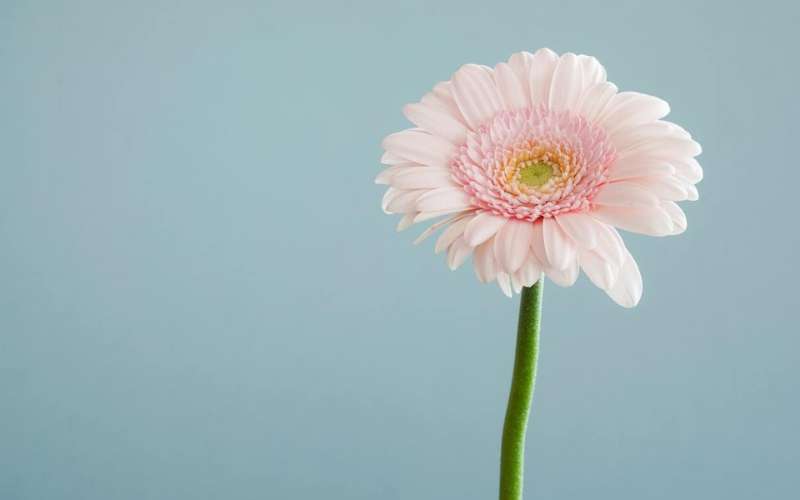 Tặng mẹ hoa đồng tiền ngày 20/10 cũng có nghĩa là mong mẹ luôn vui vẻ, hạnh phúc và gặp nhiều may mắn trong cuộc sống