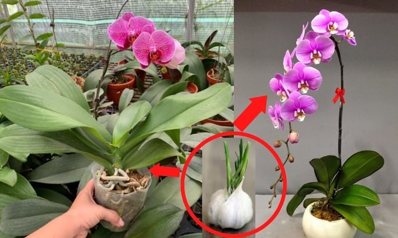 Cách trồng Lan Hồ Điệp cho người mới bắt đầu