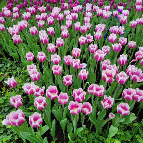 Tulip