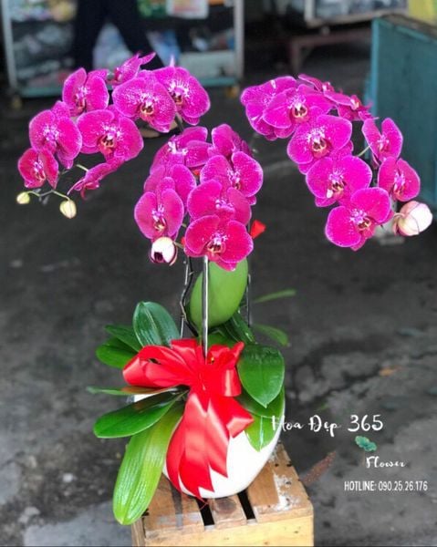 Chậu Lan Hồ Điệp Đột Biến