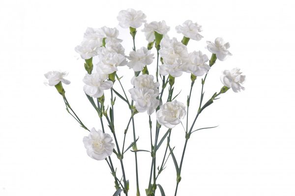 bó hoa cưới cẩm chướng trắng