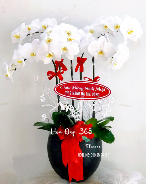 Chậu Hoa Lan Hồ Điệp Trắng