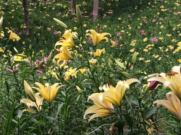 Hình ảnh vườn hoa bách hợp gần công viên Kasui ở Fukuoka