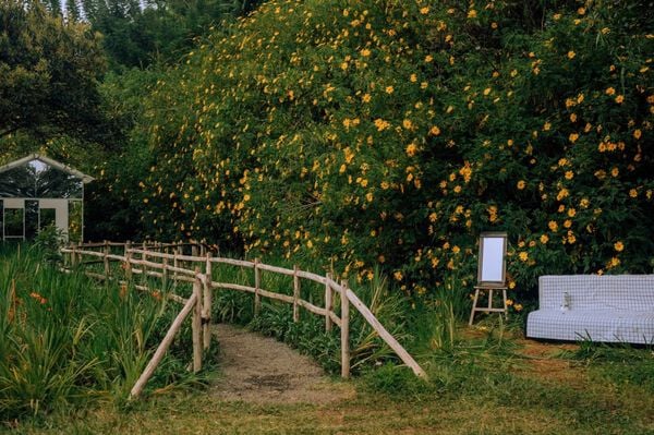 Kinh nghiệm ngắm hoa dã quỳ Ba Vì