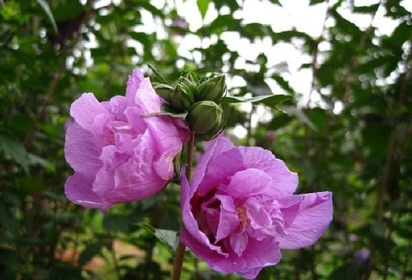 Hoa phù dung tím là một trong những loài hoa hiếm hoi mà bạn có thể ít tìm thấy được trên thị trường hiện nay.