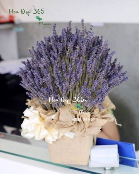 Hộp Hoa Lavender