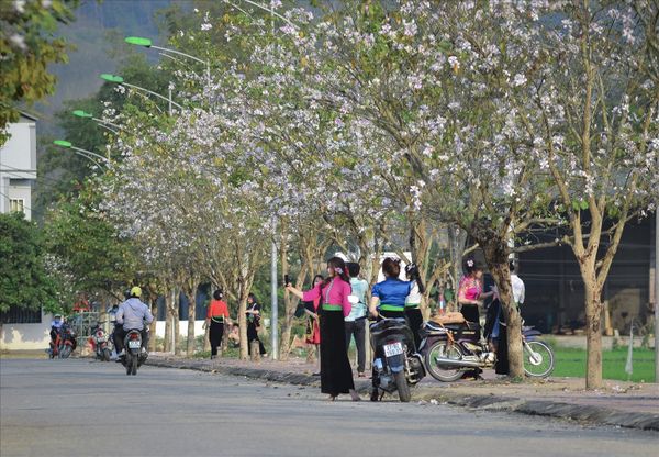 Đường phố Điện Biên bỗng chốc nên thơ và nhộn nhịp hẳn hơn trong mùa hoa ban tây bắc.