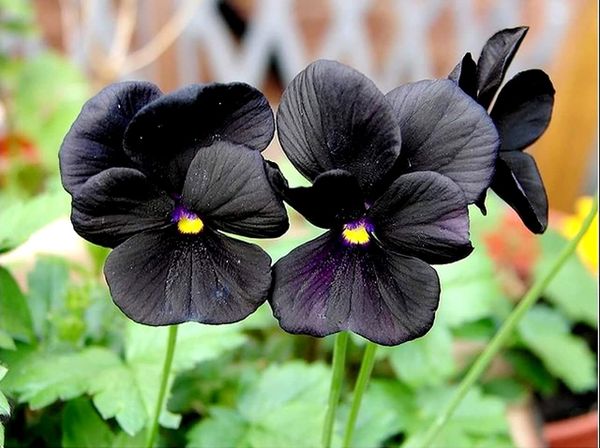 Vẻ đẹp “phi thực tế” của những đóa hoa pansy đen (Black Pansy) quyến rũ.