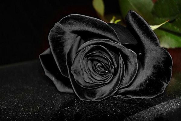 Hoa hồng đen là loài hoa tượng trưng cho sự cô đơn