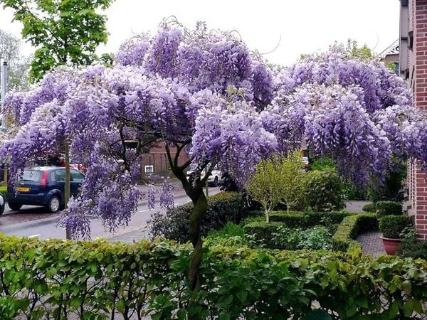 Hoa tử đằng Nhật Bản Wisteria Floribunda
