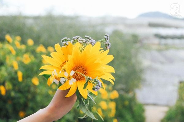 Hoa dã quỳ biểu tượng tình yêu thủy chung, son sắt