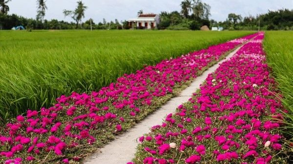 Con đường hoa mười giờ tím hồng đẹp nhất Tiền Giang (Nguồn: Internet)