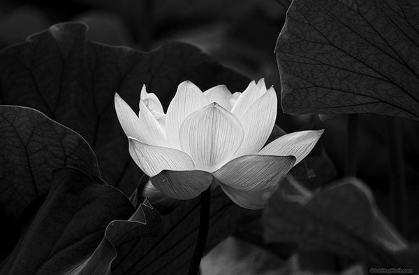 Tham khảo hình ảnh hoa sen trắng làm avatar cho người nhà trong ngày tang lễ.
