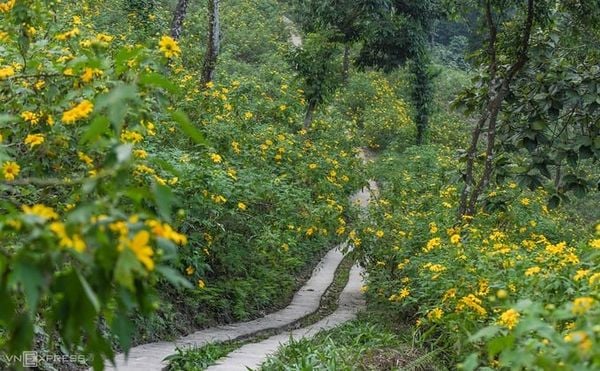 Kinh nghiệm ngắm hoa dã quỳ Ba Vì