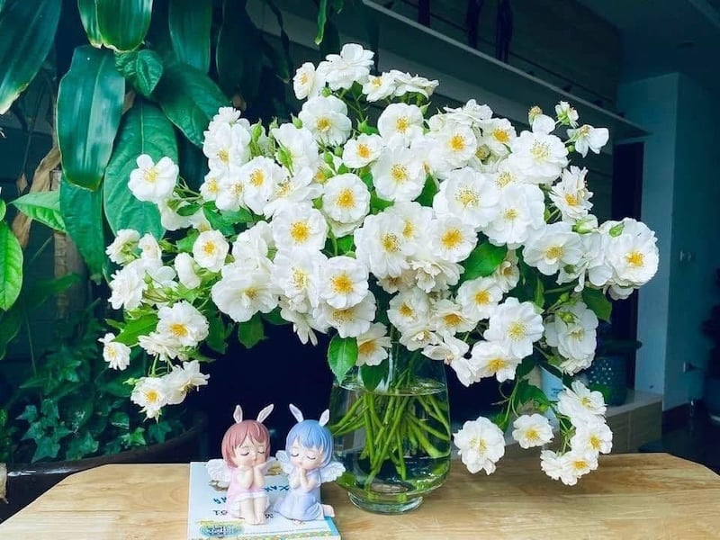 Hoa hồng trắng Friendship - Hoa hồng sinh nhật đẹp nhất Thế Giới