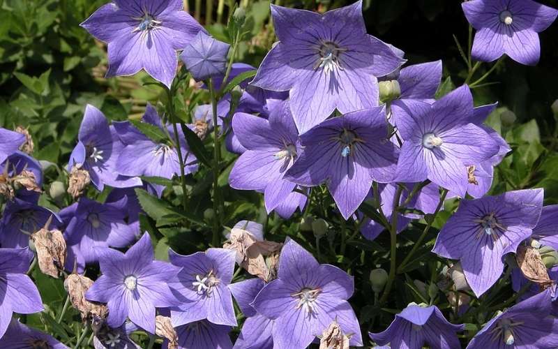 Hoa Cát Cánh tượng trưng cho sức sống mãnh liệt, và còn mang lại niềm vui, sự lạc quan cho gia chủ