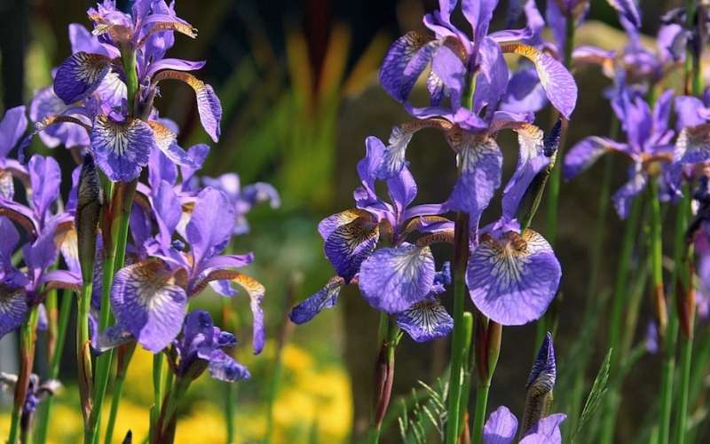 Sắc xanh tím hoặc xanh lam của Diên Vĩ đặc biệt phù hợp với người mệnh Thủy, giúp họ thu hút được nhiều may mắn