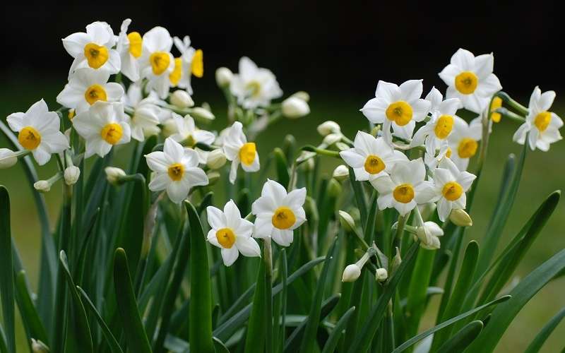 Hoa Thủy Cúc được ví là loại hoa mang lại năng lượng tích cực, và giúp xua đuổi tà khi, thanh lọc không gian cho gia chủ